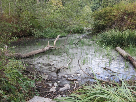 Ceperley Meadow duck pond in Stanley Park, Vancouver, BC, Canada