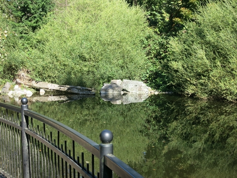 Salmon Display Pond in Stanley Park, Vancouver, BC, Canada