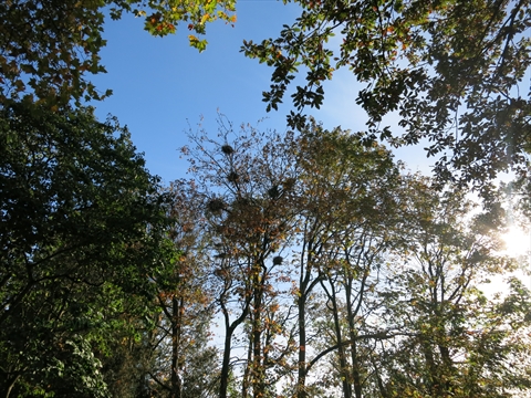 Great Blue Heron nests in Stanley Park, Vancouver, BC, Canada