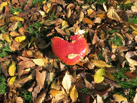 Mushroom in Stanley Park, Vancouver, BC, Canada
