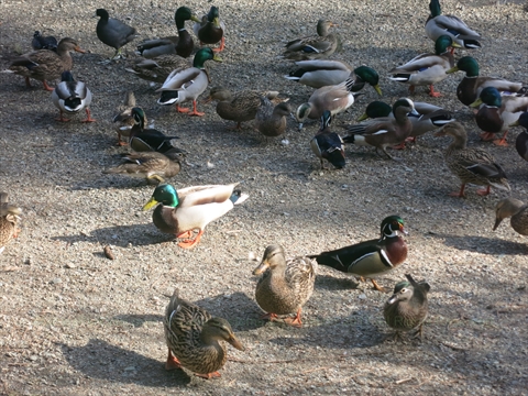 duck pond in Stanley Park, Vancouver, BC, Canada