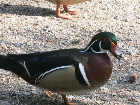 Ceperley Meadow duck in Stanley Park, Vancouver, BC, Canada