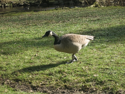 Canada Geese in Stanley Park, Vancouver, BC, Canada