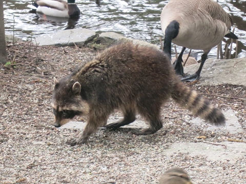 Wild raccoons foraging naturally near the wetland forest edge paths