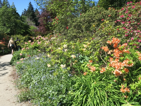 Ted and Mary Greig Rhododendron Garden in Stanley Park, Vancouver, BC, Canada