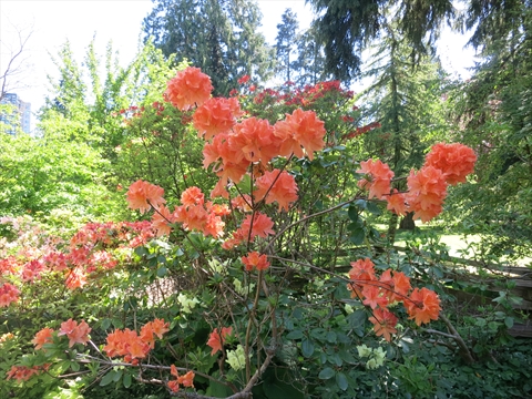 Ted and Mary Greig Rhododendron Garden in Stanley Park, Vancouver, BC, Canada