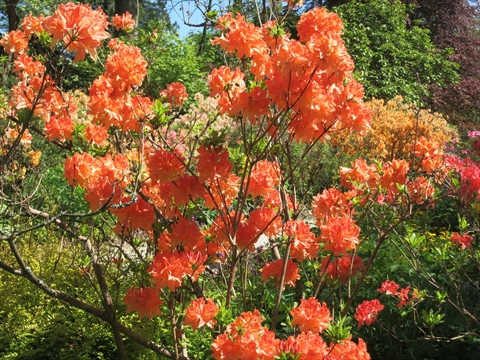 Ted and Mary Greig Rhododendron Garden in Stanley Park, Vancouver, BC, Canada