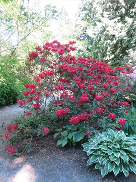 Ted and Mary Greig Rhododendron Garden in Stanley Park, Vancouver, BC, Canada