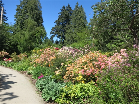 Blooming paths inside the public Greig Rhododendron Garden preserve