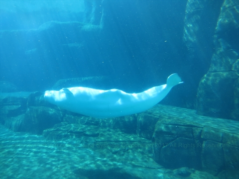 Vancouver Aquarium in Stanley Park, Vancouver, BC, Canada