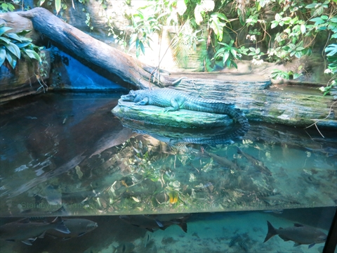 Vancouver Aquarium in Stanley Park, Vancouver, BC, Canada