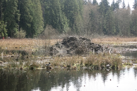 Beaver Lake in Stanley Park, Vancouver, BC, Canada