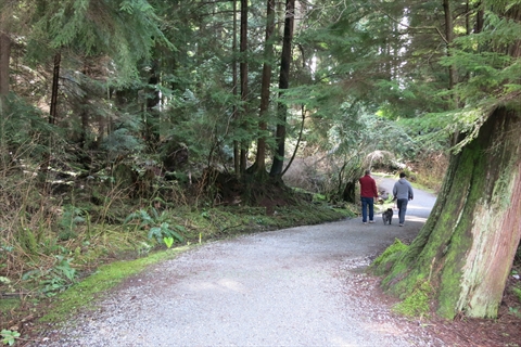 South Creek Trail in Stanley Park, Vancouver, BC, Canada