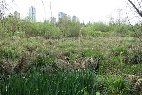 Lost Lagoon in Stanley Park, Vancouver, BC, Canada