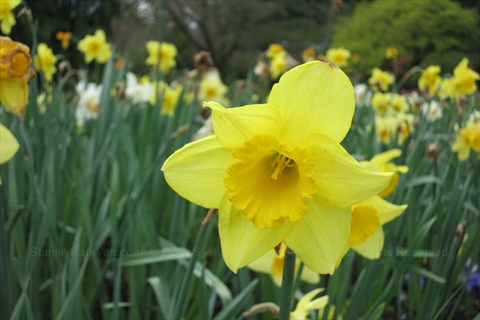 Flower in Stanley Park, Vancouver, BC, Canada