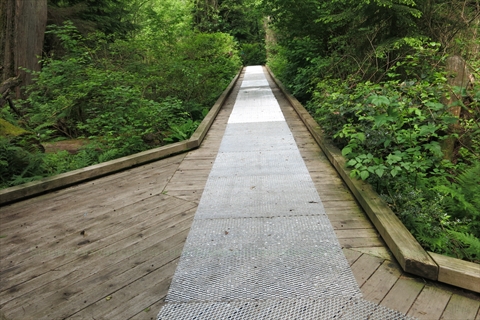 Cathedral Trail Boardwalk in Stanley Park, Vancouver, BC, Canada