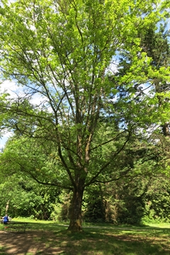 25th Anniversary Truck Loggers Association Tree in Stanley Park, Vancouver, BC, Canada