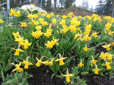 flowers in Stanley Park, Vancouver, BC, Canada