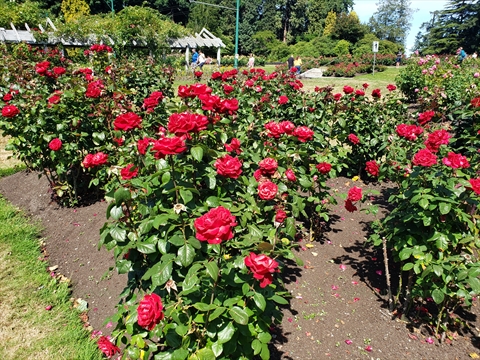 Rose Garden in Stanley Park, Vancouver, BC, Canada