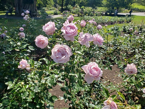 Rose Garden in Stanley Park, Vancouver, BC, Canada
