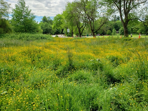 Ceperley Meadow in Stanley Park, Vancouver, BC, Canada