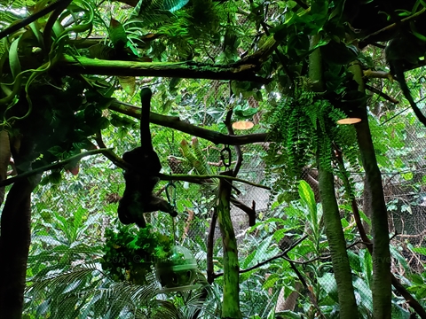 Monkeys at the Graham Amazon Gallery at the Vancouver Aquarium in Stanley Park, Vancouver, BC, Canada
