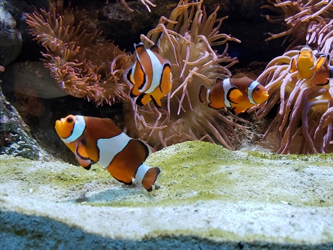 clown fish at the Vancouver Aquarium in Stanley Park, Vancouver, BC, Canada