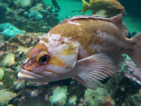 fish at the Vancouver Aquarium in Stanley Park, Vancouver, BC, Canada
