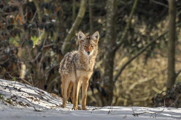 Coyote in Stanley Park, Vancouver, BC, Canada