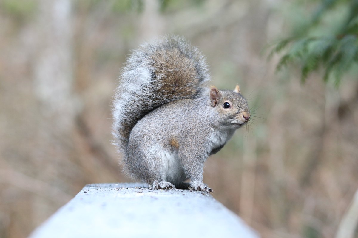 Eastern Grey Squirrel in Stanley Park, Vancouver, BC, Canada