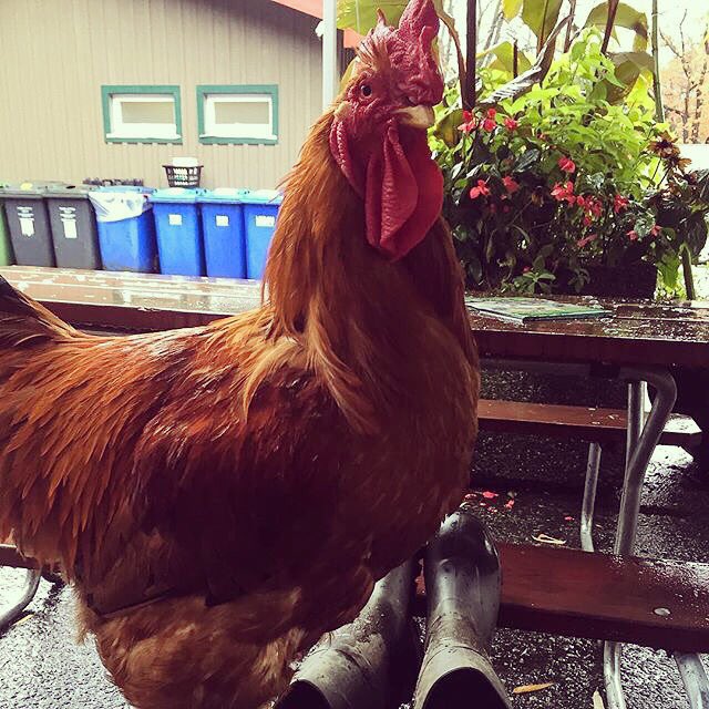 The Stanley Park Rooster in Stanley Park, Vancouver, BC, Canada