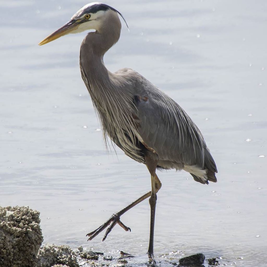 Heron in Stanley Park, Vancouver, BC, Canada