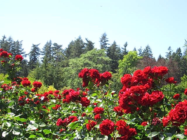 Rose Garden in Stanley Park, Vancouver, BC, Canada