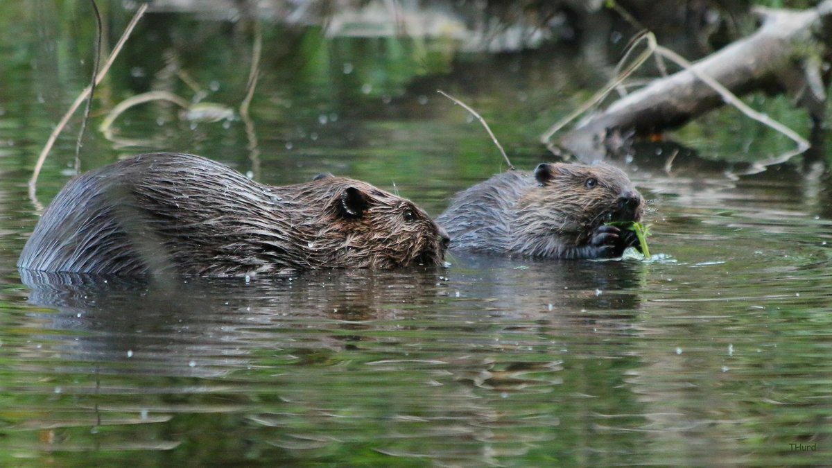 Beavers in Stanley Park, Vancouver, BC, Canada