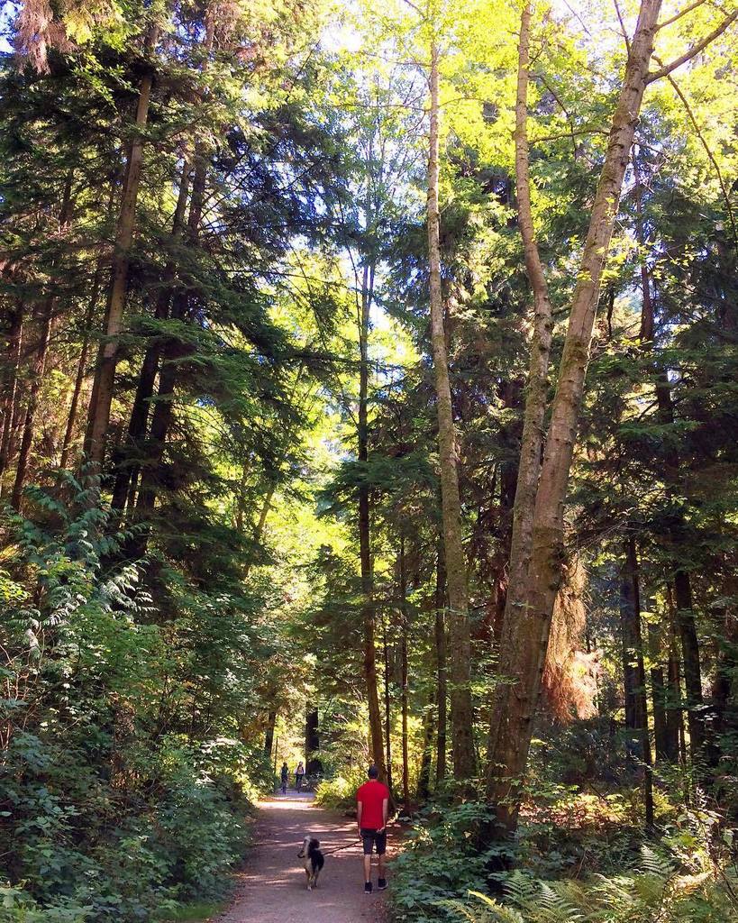 Trail in Stanley Park, Vancouver, BC, Canada