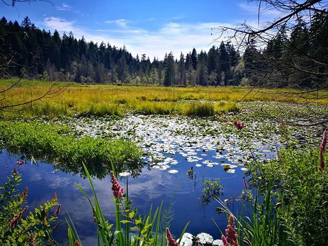 Beaver Lake in Stanley Park, Vancouver, BC, Canada