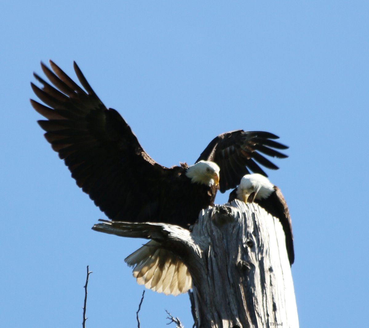 Eagle in Stanley Park, Vancouver, BC, Canada