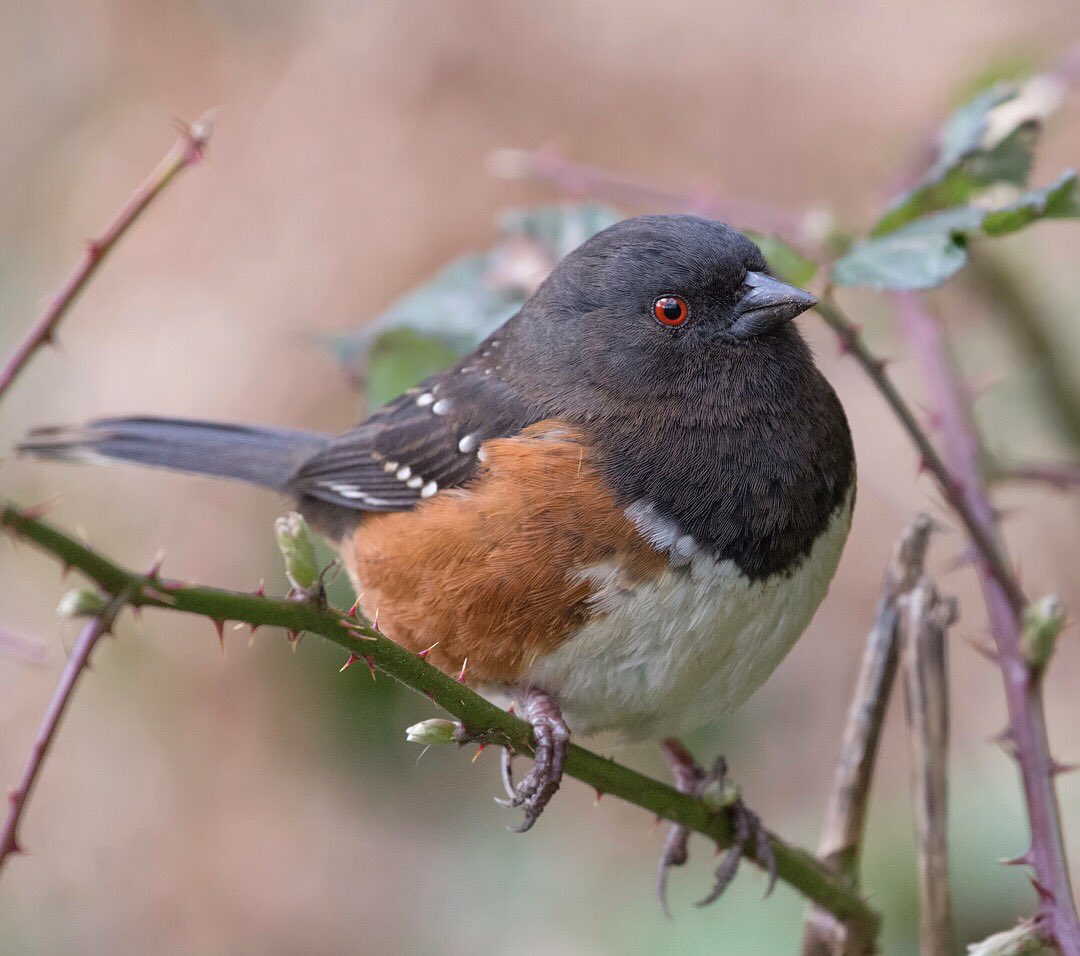 Bird in Stanley Park, Vancouver, BC, Canada