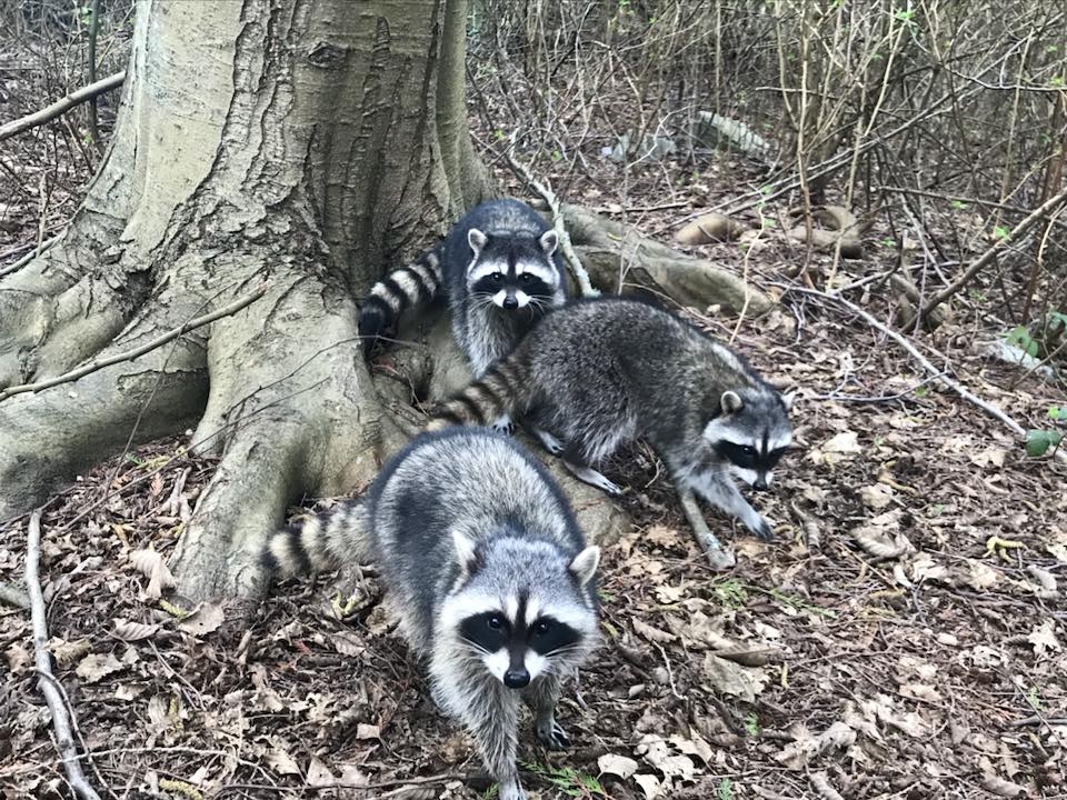 Racoons in Stanley Park, Vancouver, BC, Canada