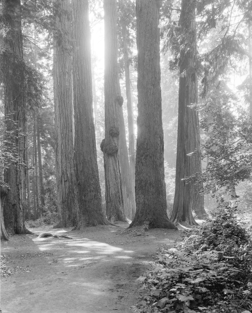 The Seven Sisters in Stanley Park, Vancouver, BC, Canada