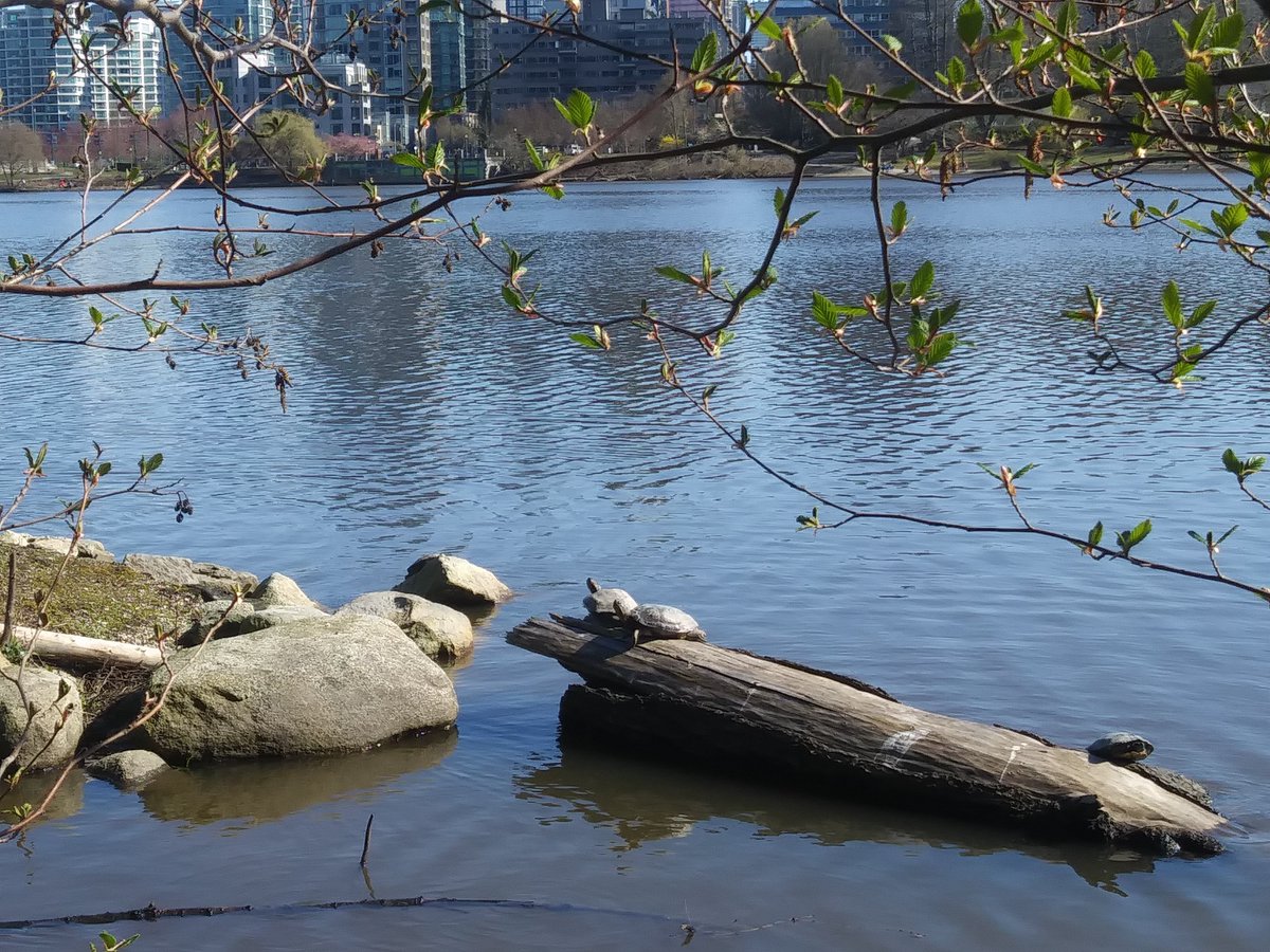 Turtles in Stanley Park, Vancouver, BC, Canada