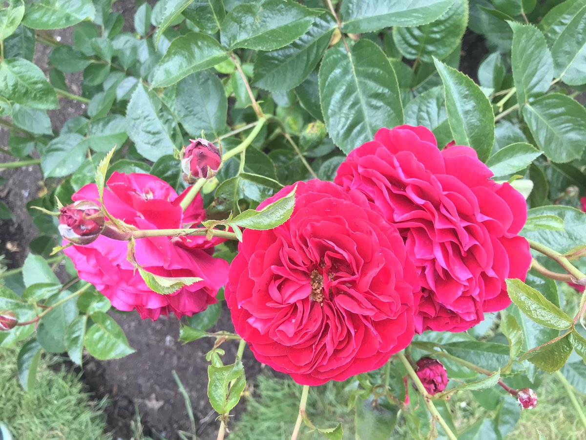 Roses in Rose Garden in Stanley Park, Vancouver, BC, Canada