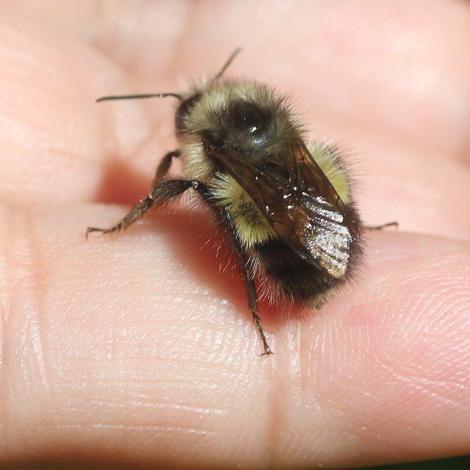 Bee in Stanley Park, Vancouver, BC, Canada