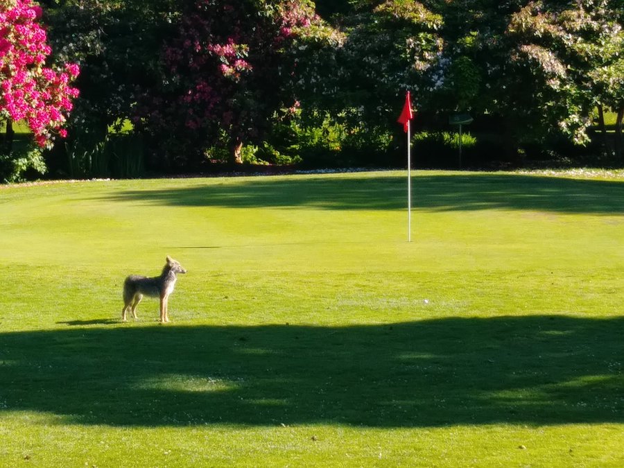 Coyote in Stanley Park, Vancouver, BC, Canada