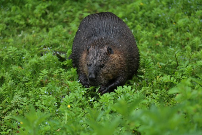Beaver in Stanley Park, Vancouver, BC, Canada