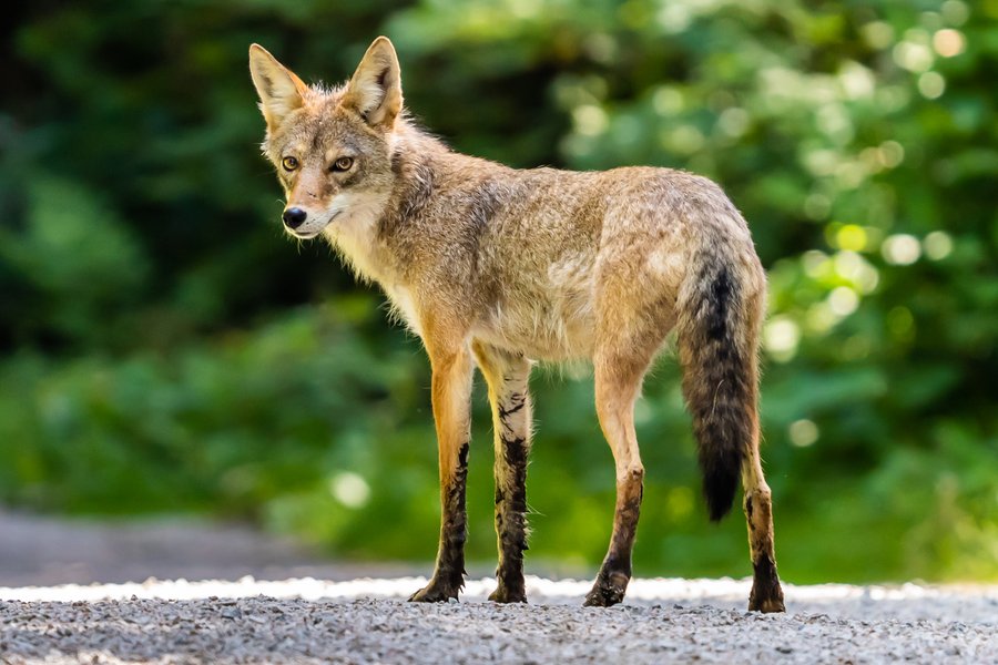 Coyote in Stanley Park, Vancouver, BC, Canada