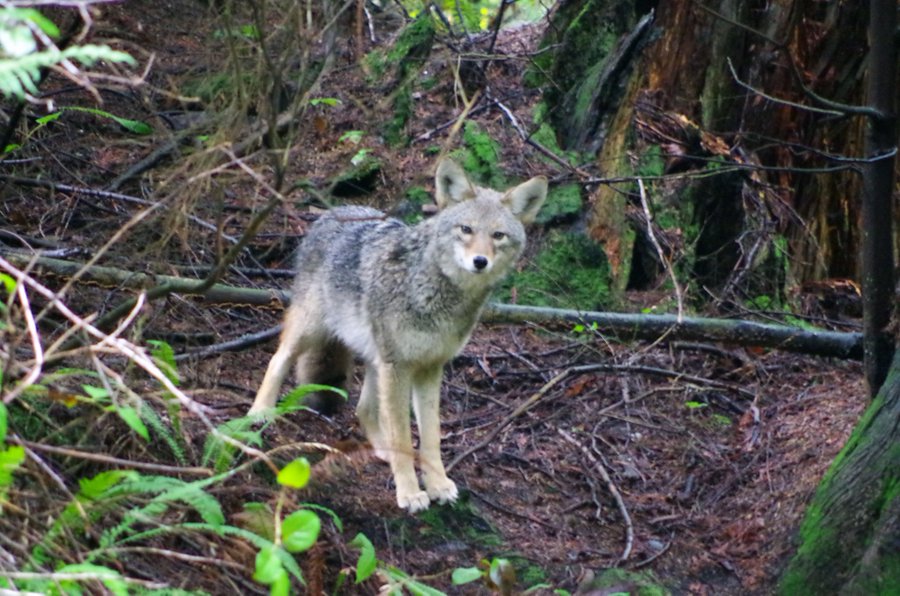 Coyote in Stanley Park, Vancouver, BC, Canada