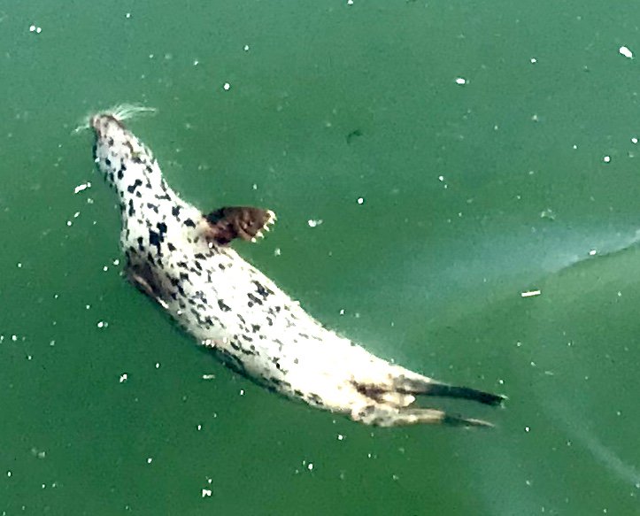 Seal in Stanley Park, Vancouver, BC, Canada