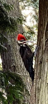 Woodpecker in Stanley Park, Vancouver, BC, Canada