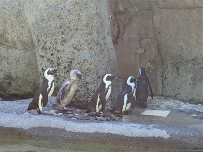 Penguins formerly in Stanley Park, Vancouver, BC, Canada
